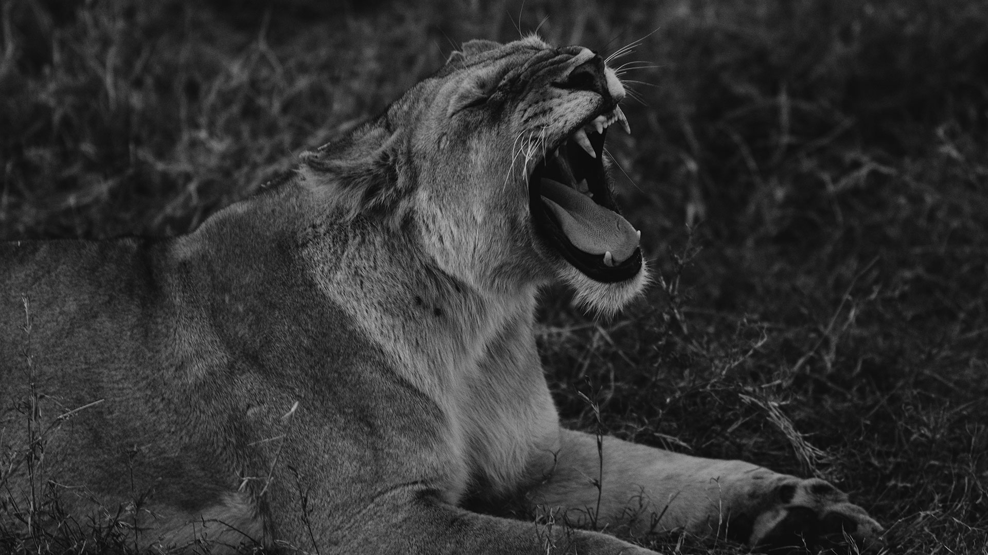 The Ultimate Complete Guide to Green Screen